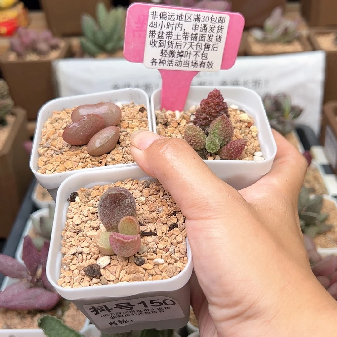 180白肌红蛋猪肝朱紫玉多肉