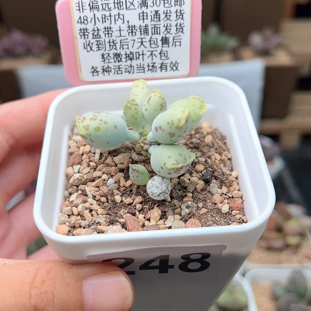 小**阳248达摩海豹多肉