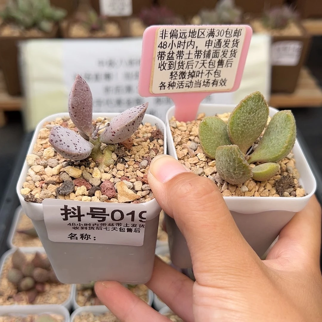 019银波粉蛋爱丽丝