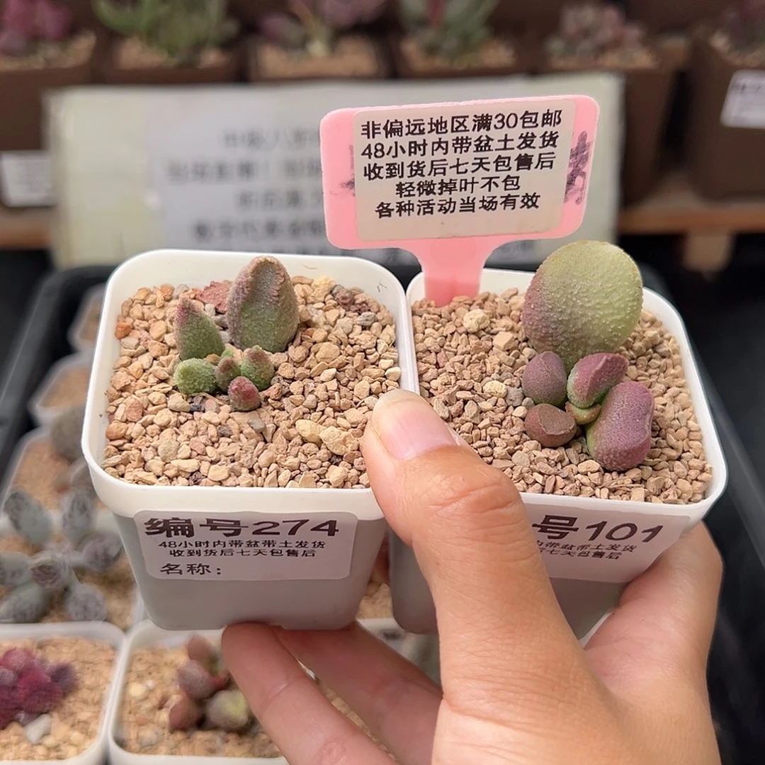 101白砂糖赛猪肝