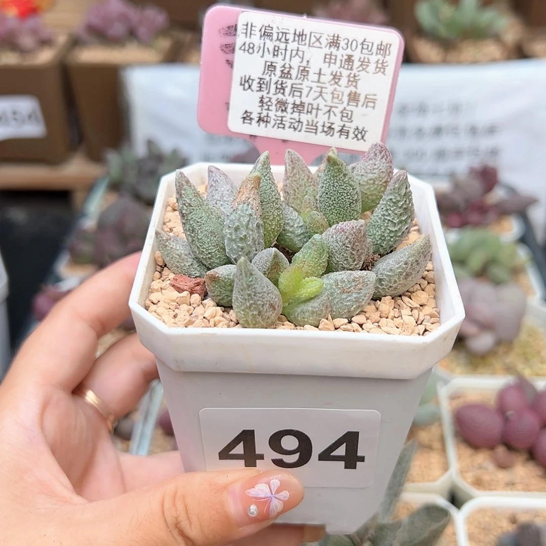494七彩仙女多肉植物