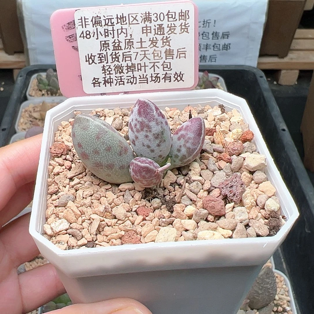 098艾薇蛋多肉植物