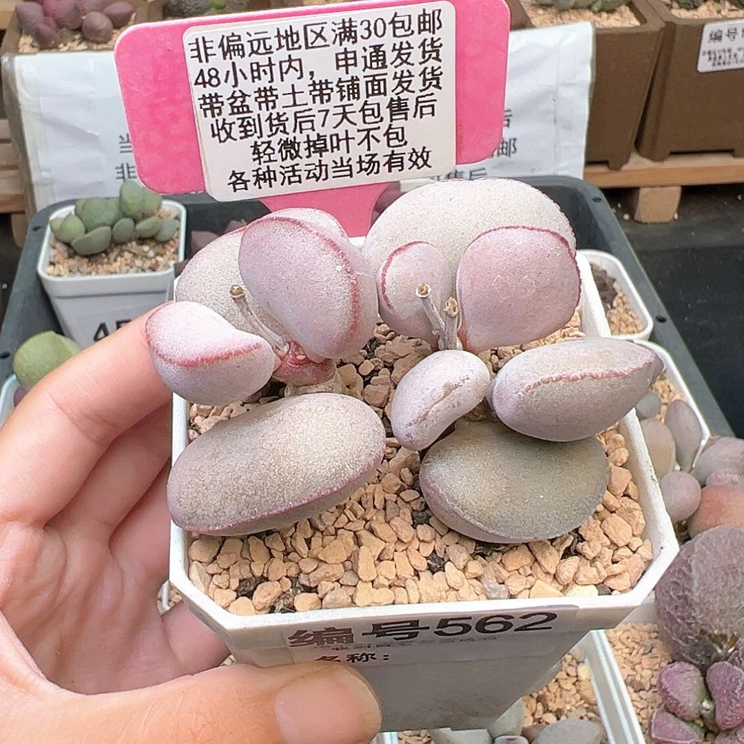 562白肌红蛋多肉