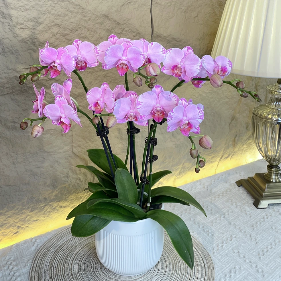 【粉闪电-蝴蝶兰】轻奢 中式 禅意 绿植盆栽 鲜花室内装饰 年宵花