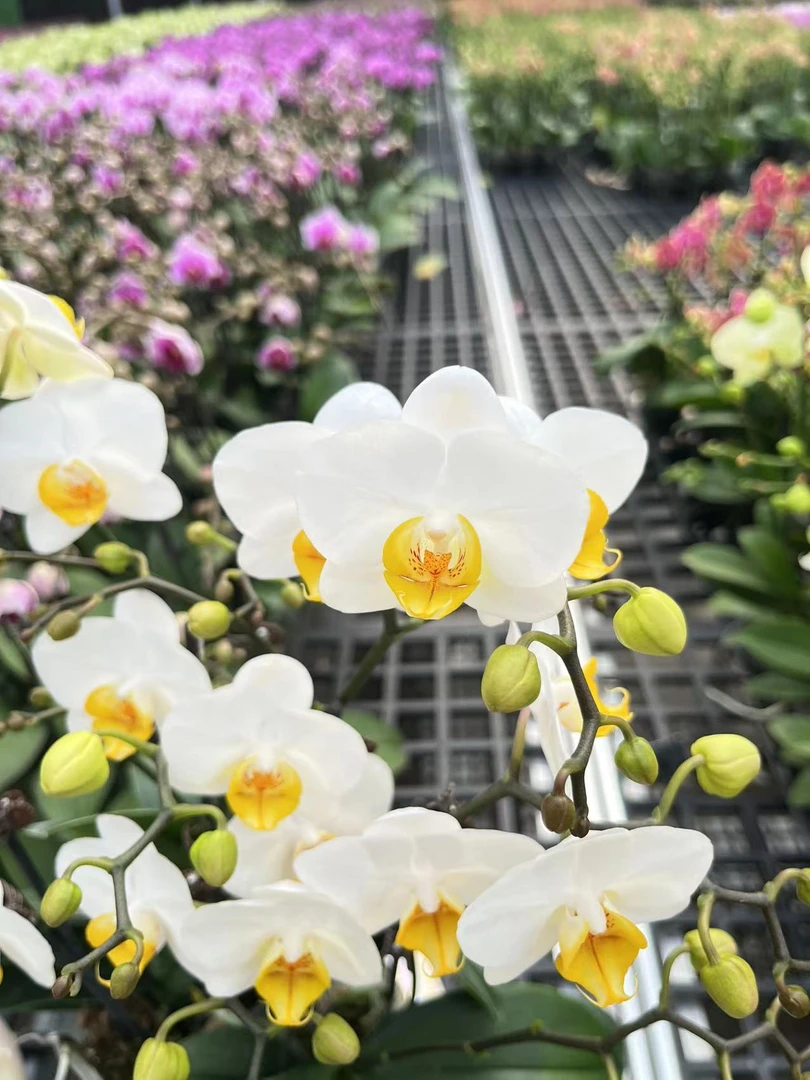 【白月光-蝴蝶兰】QX轻奢 中式 禅意 绿植盆栽 送礼装饰 年宵花