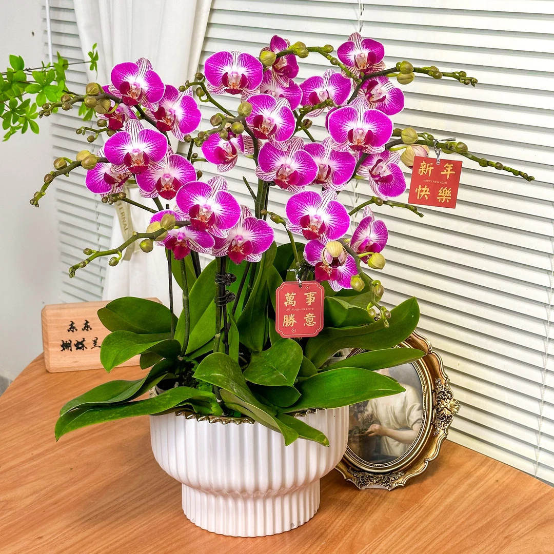 大盆【恭喜-蝴蝶兰】轻奢 中式 禅意 绿植盆栽 送礼装饰 年宵花