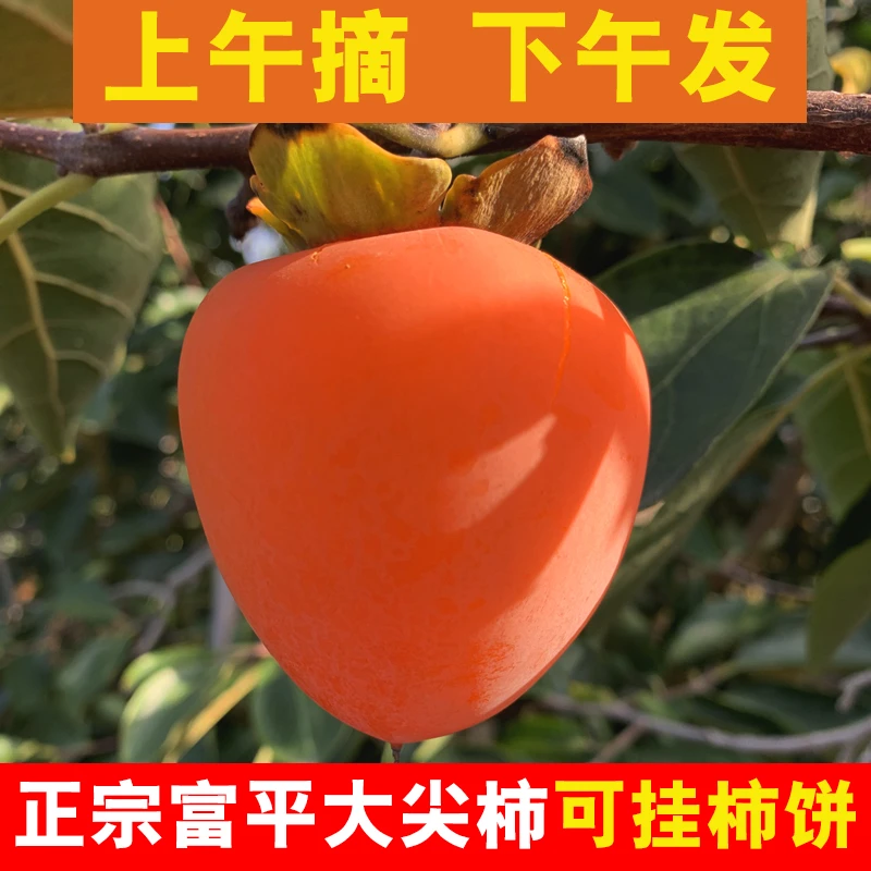 【陕西富平尖柿子】 25年新鲜水果香甜流心爆浆 硬果放软吃