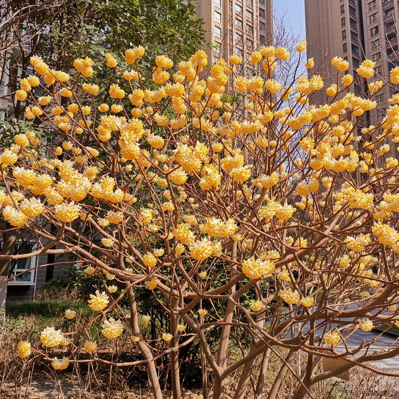 结香花 打结花 梦冬花 黄瑞香花 庭院花园植物 耐寒好养