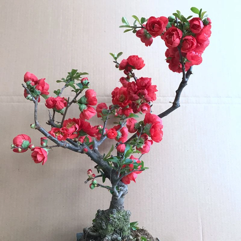 [一物一拍]海棠花盆栽带花苞