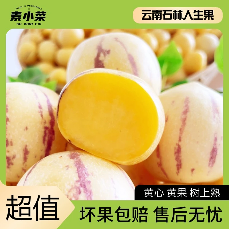 【树熟黄肉】人参果云南石林当季水果树上熟农家圆果多汁黄肉小果