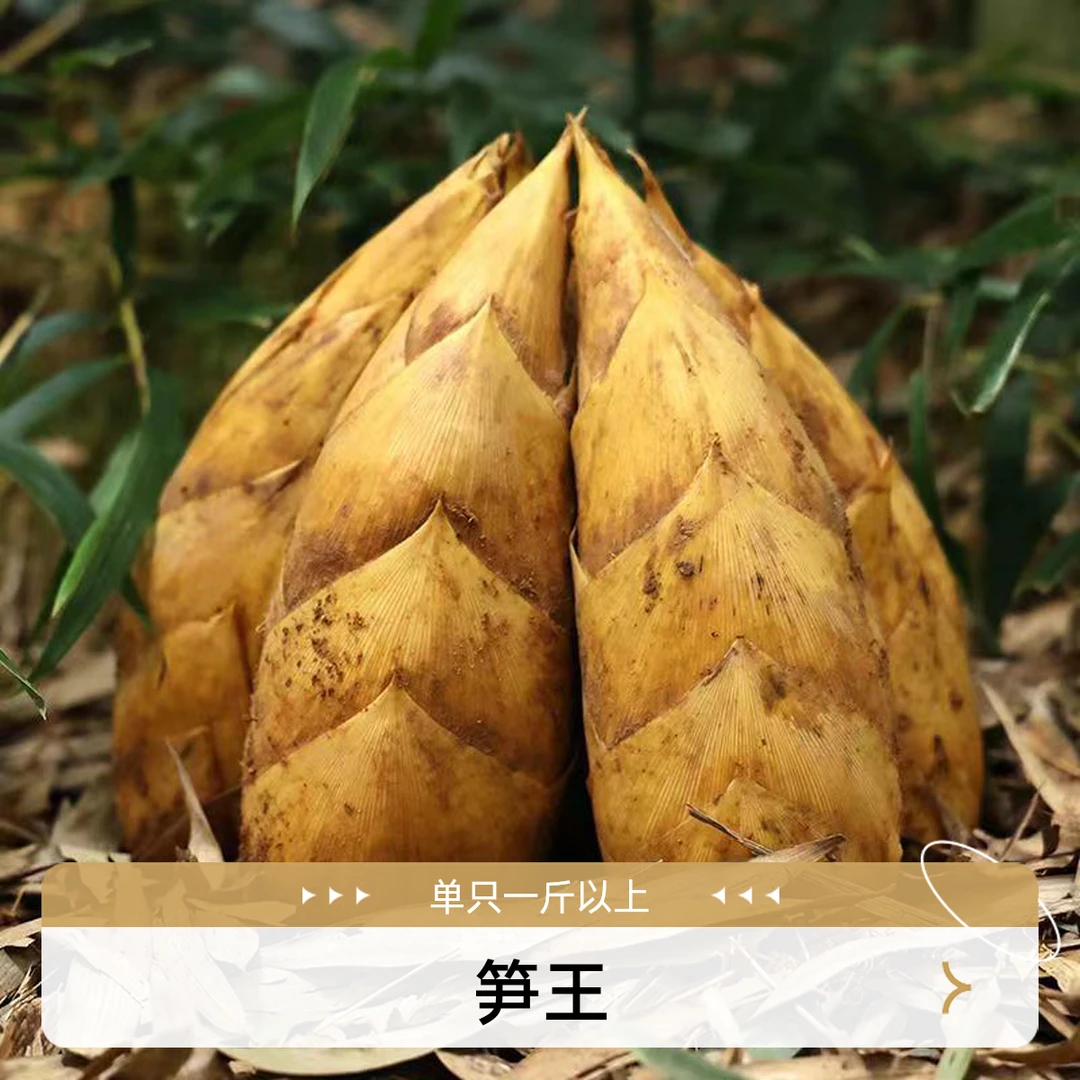 临安天目山黄泥冬笋1斤以上 笋王