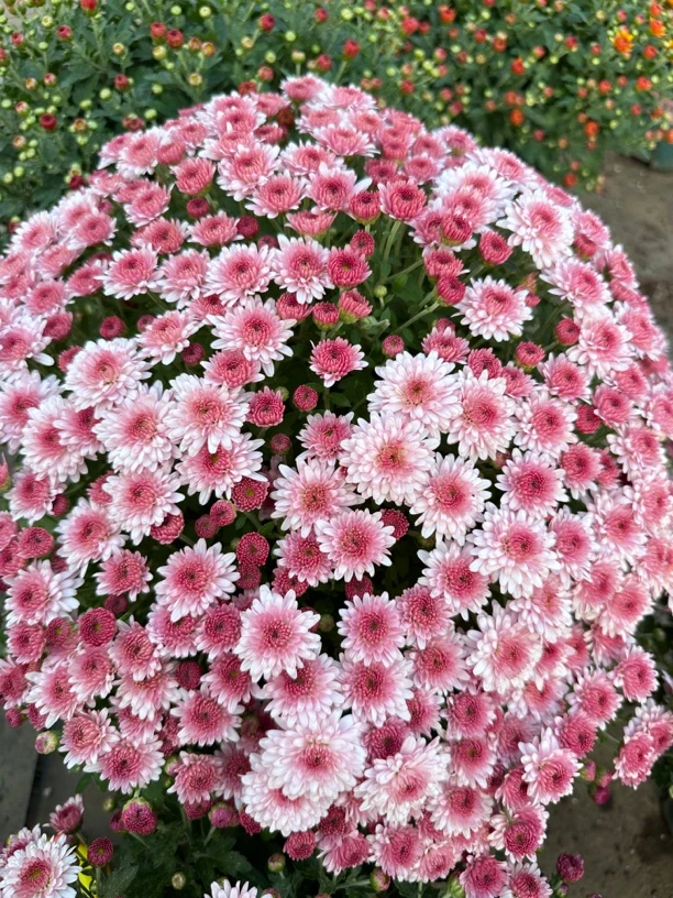 (一物一拍)千头菊带花苞重瓣盆栽鲜花盆栽草莓甜心耐寒耐热绿植
