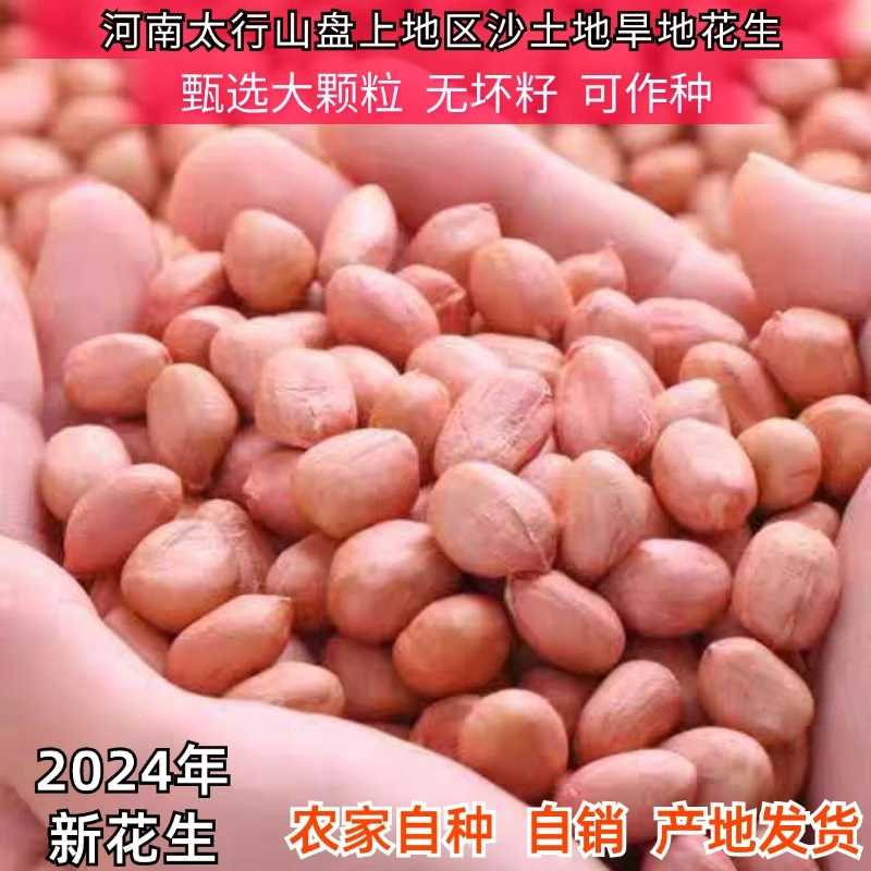 花生米河南优选大白沙新花生大颗粒产地发货新鲜去壳花生榨油批发