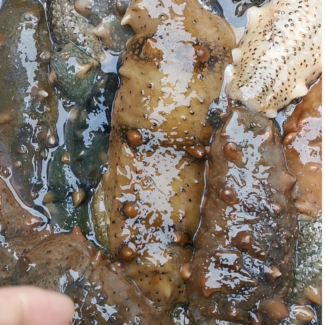 大连长海县海洋岛獐子岛大小长山岛深水老海岛野生海参新鲜