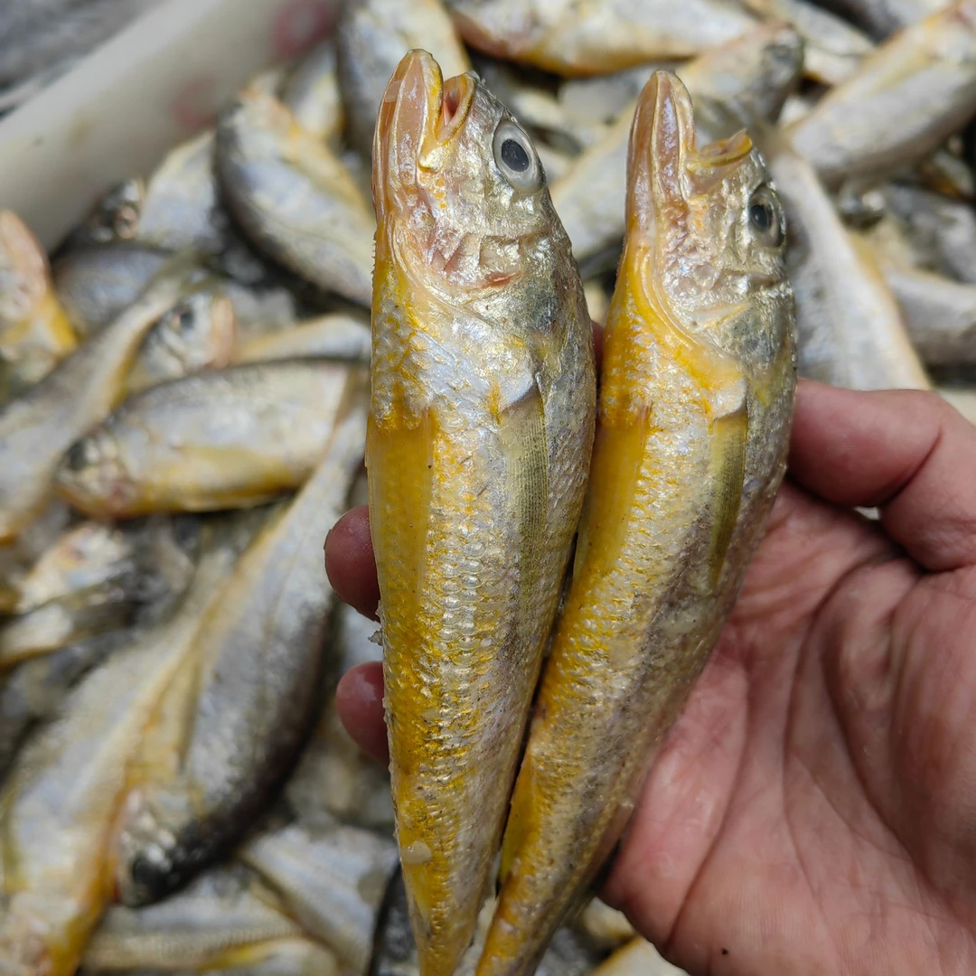 大连当潮现捕新鲜野生小黄花鱼3斤
