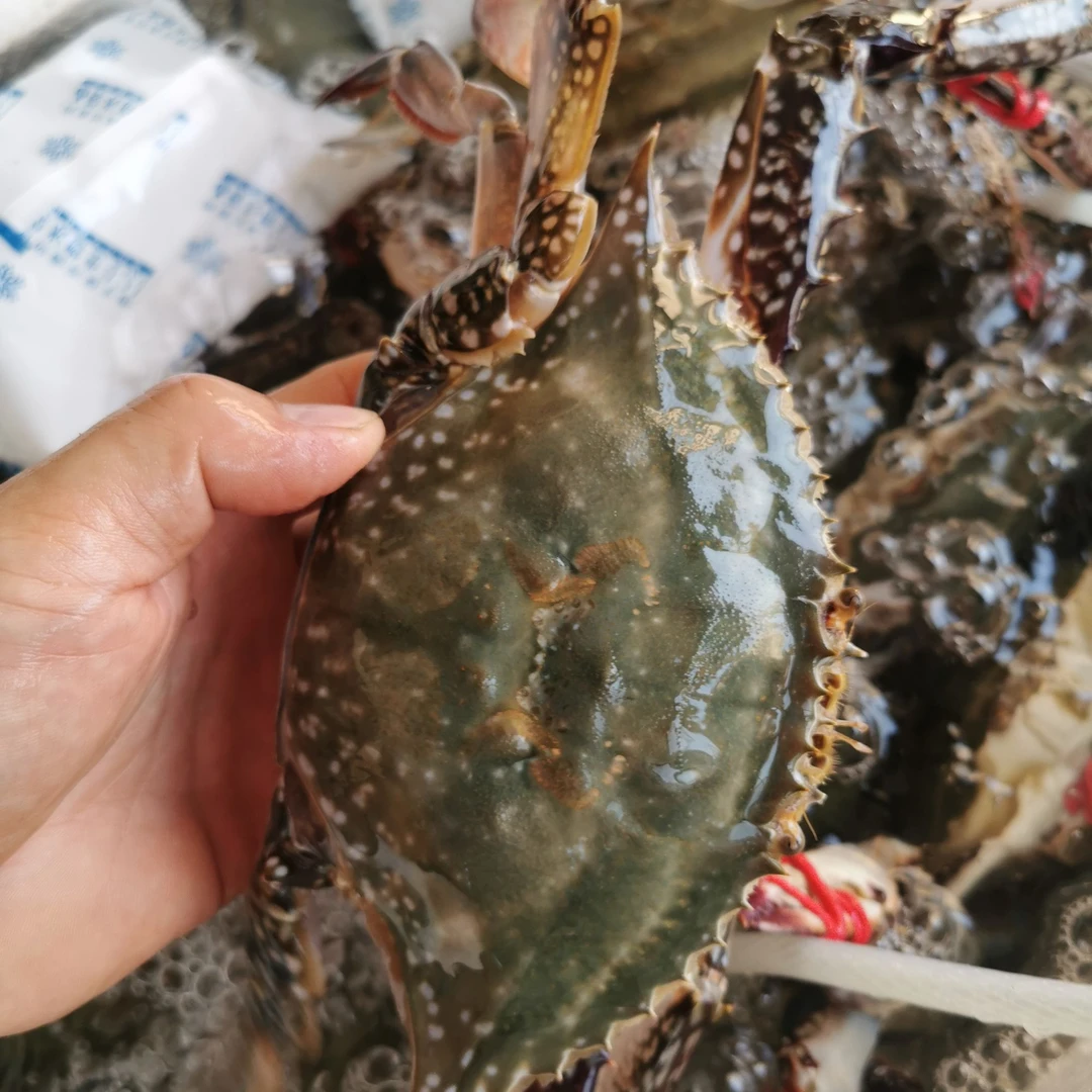 大连海鲜梭子蟹飞蟹2斤顺丰包邮【保鲜不保活】4-6两/4-5只