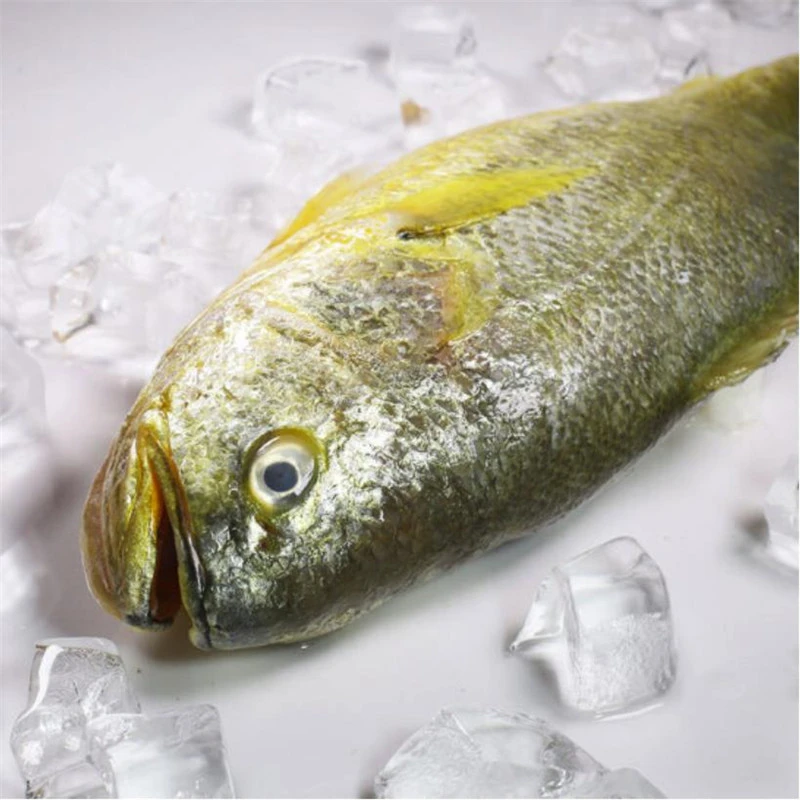大黄新鲜大黄花鱼冷冻大黄鱼黄花鱼花钱黄鱼海鱼顺丰包邮