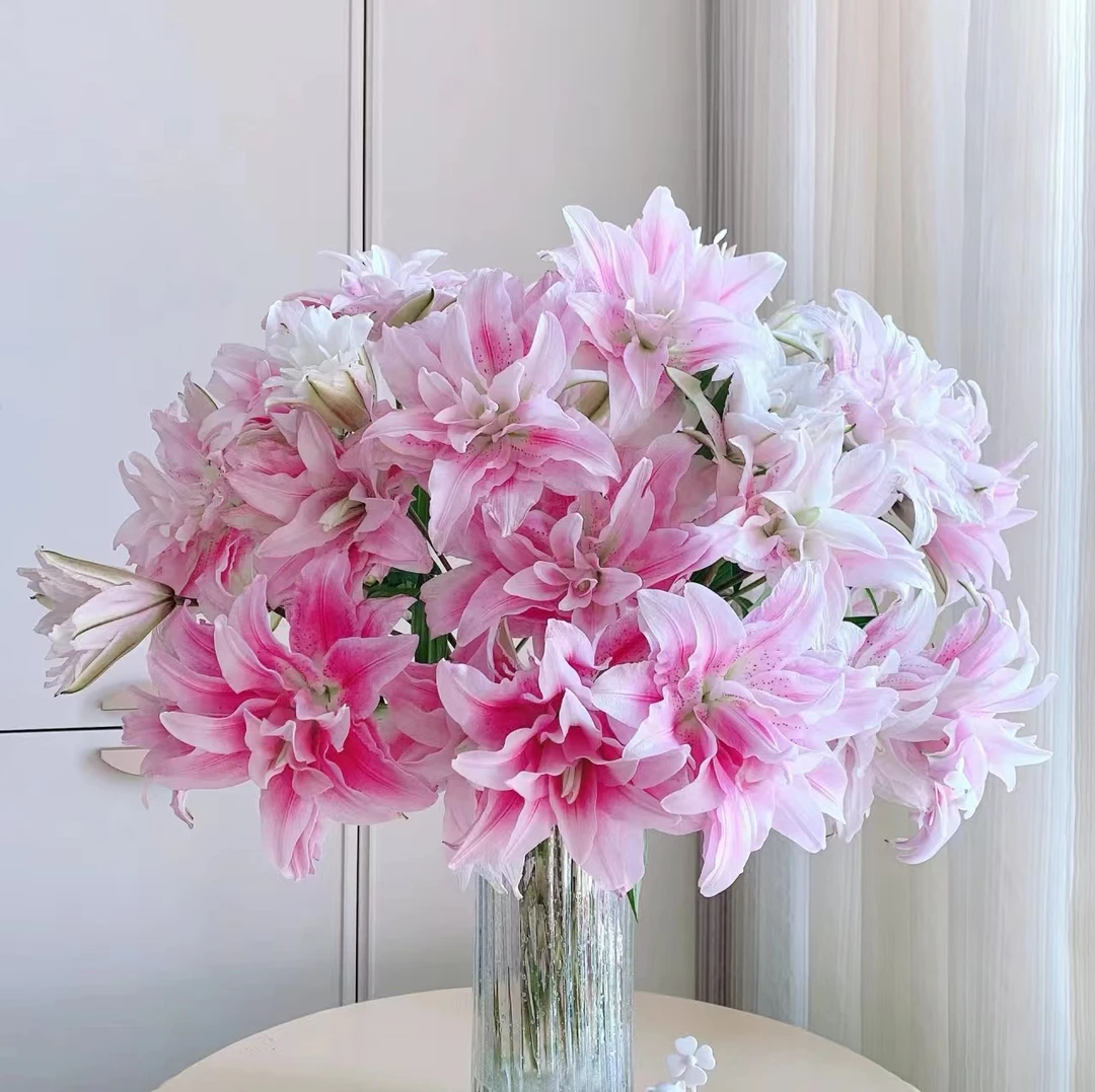 云圃花卉【伊莎贝拉】香水百合装饰水培鲜花直发好养