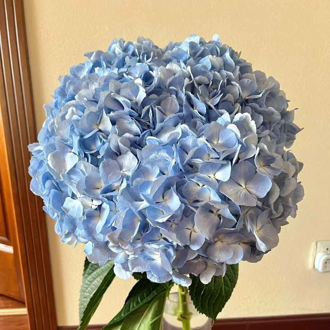 云圃花卉【绣球花】高颜值高品质水培观赏鲜花云南基地直发空运