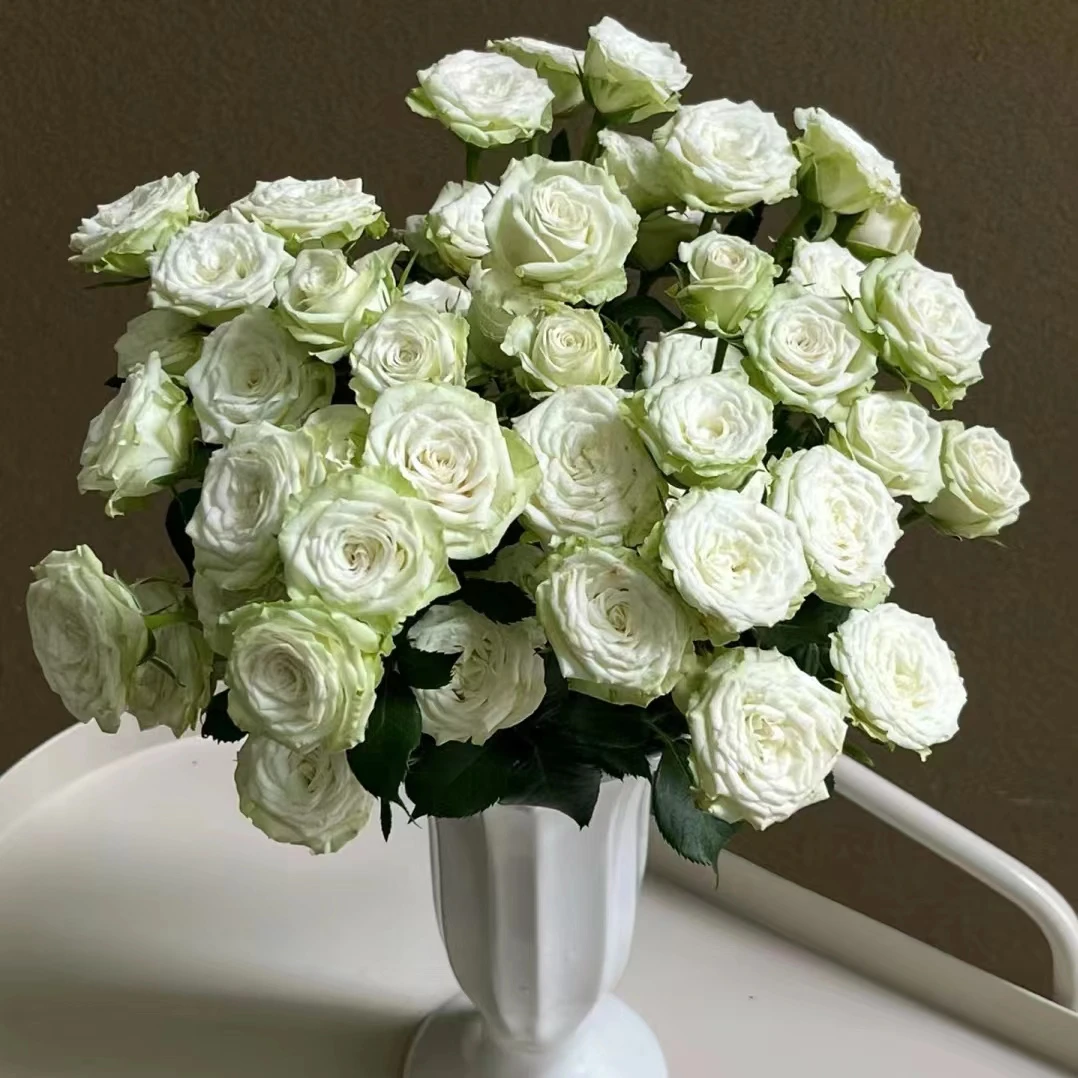 R【繁星】高颜值高品质室内水培鲜花云南基地直发养护花店