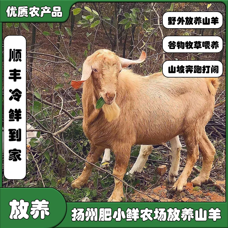 农场天然散养山羊活羊现杀活羊整只购买联系客服订购小山羊