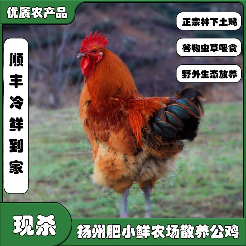 正宗散养土鸡公鸡家乡散养鸡肉质紧味美顺丰运输保鲜到家品质保障