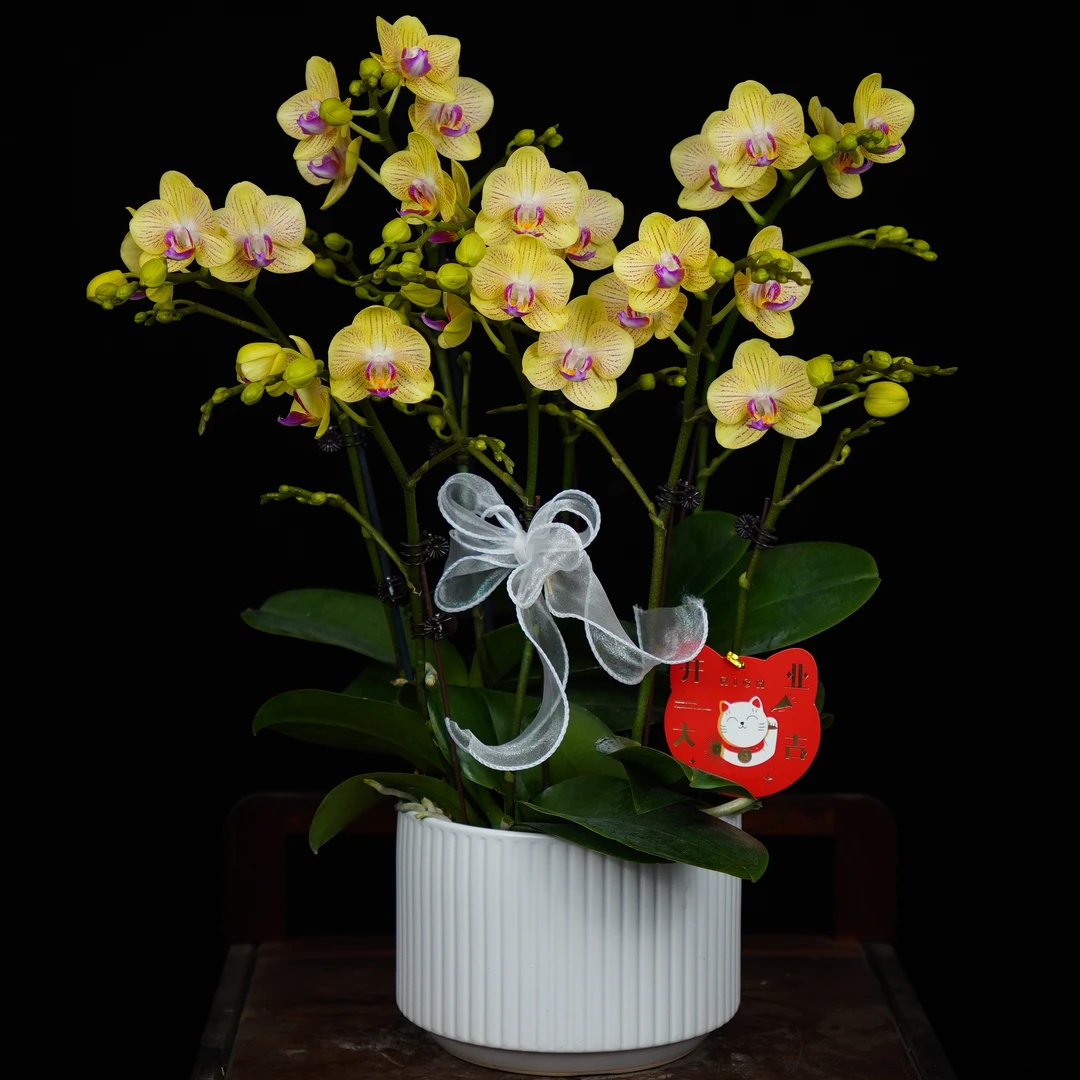 【奇异果】室内蝴蝶兰花盆栽开花株 四季好养护绿植叶片