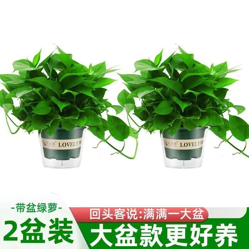 【买一送一】大盆绿萝室内植物绿植绿箩水培花卉吸甲醛垂吊新房家用
