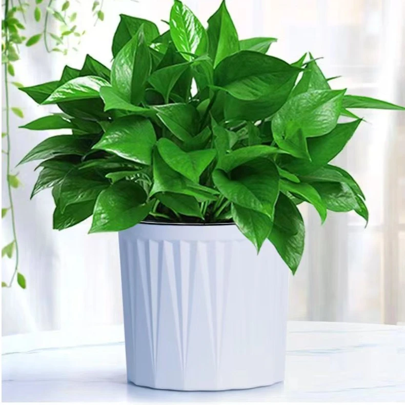大盆绿萝【自动吸水】室内绿萝盆栽水土培植物净化空气绿植花卉好养