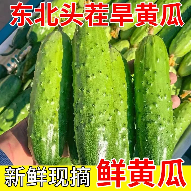 【精品】大家都爱吃的东北头茬旱黄瓜脆爽多汁果肉鲜嫩现摘现发