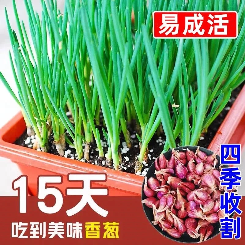【产地直发】四季葱头干葱头农家葱头四季新鲜四季小葱头阳台种植
