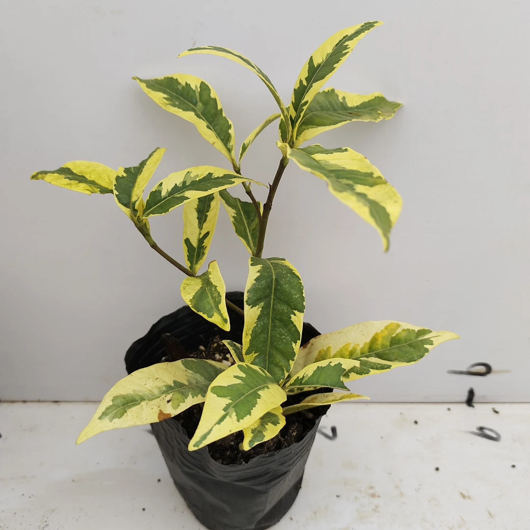 花叶栀子花 观叶观花 开花香