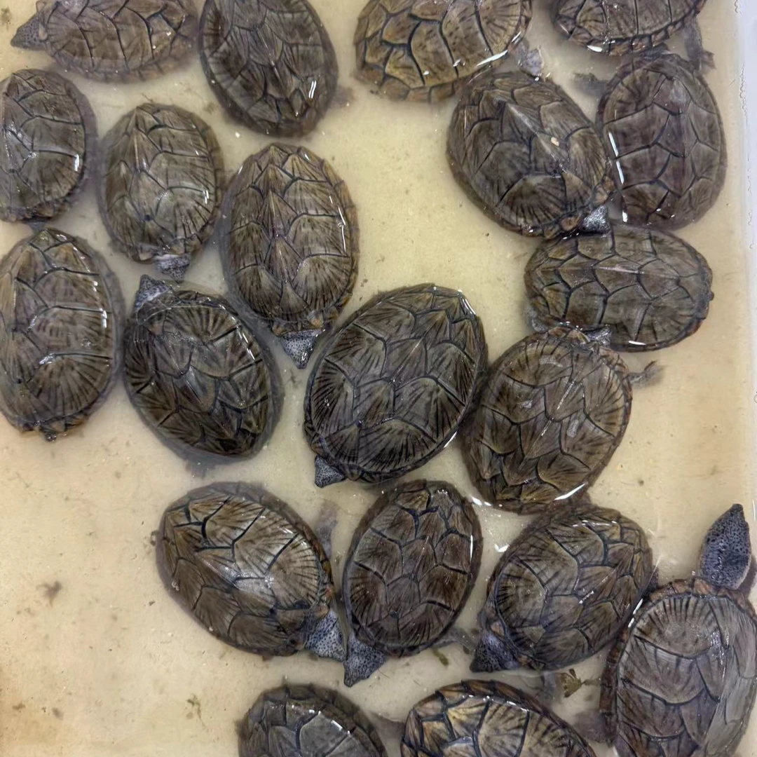 [直播挑选]101-200人工养殖观赏龟直播链接深水龟半水龟