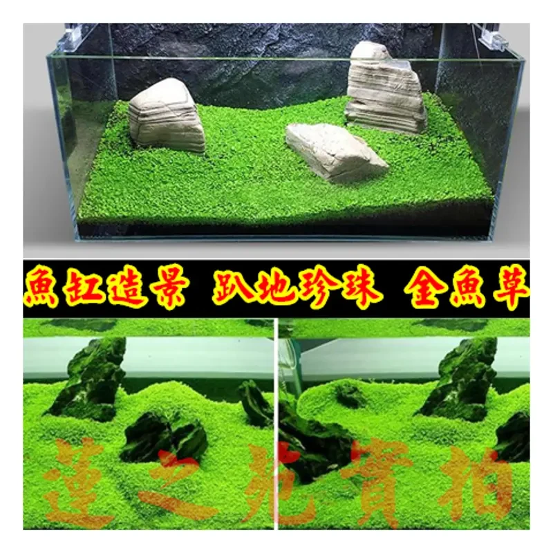 鱼缸水草趴地珍珠爬地矮珍珠爬地珍珠水草种子金鱼草金鱼藻挖耳草