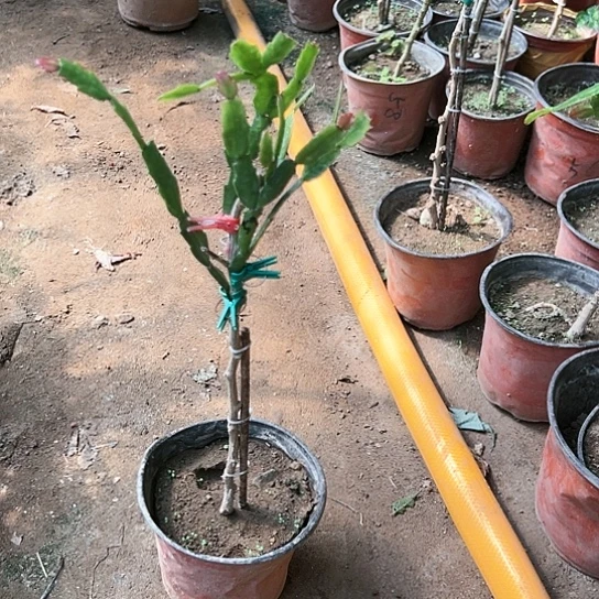 叶仙嫁接一层四个点红重一颗