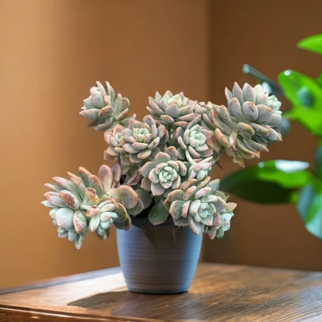 【百丽多肉】露凝香   整桩多肉植物批发一单包邮大福利品