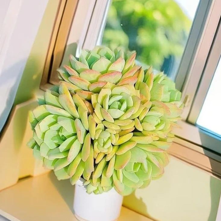 【百丽多肉】320盆恋曲   整桩多肉植物批发一单包邮大福利品