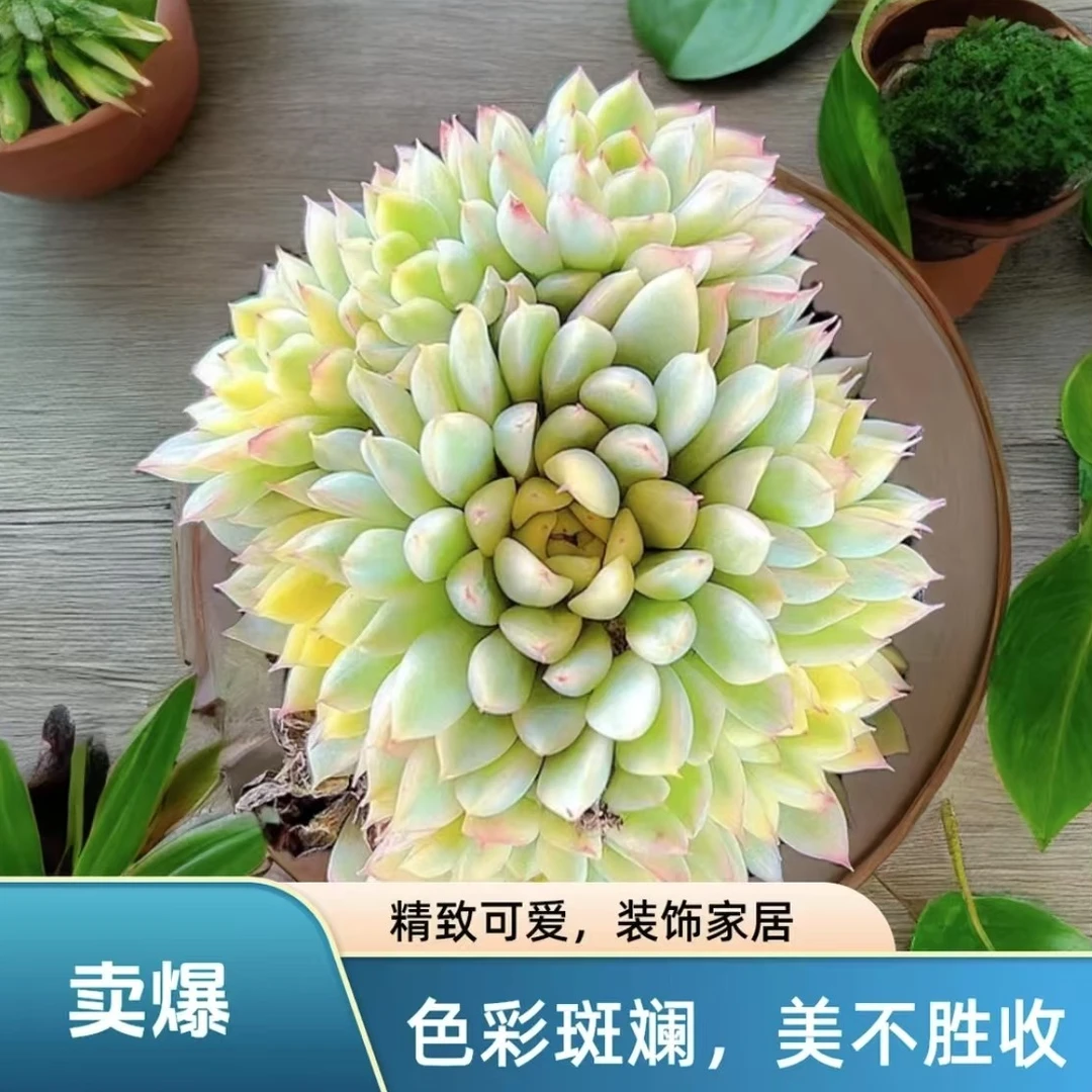 【百丽多肉】精品女雏锦  整桩多肉 植物批发 一单包邮 拍一发二！