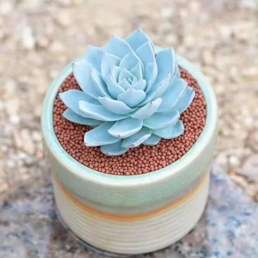 【百丽多肉】老桩霜粉大雪莲 精品整桩多肉 植物批发福利品一单包邮