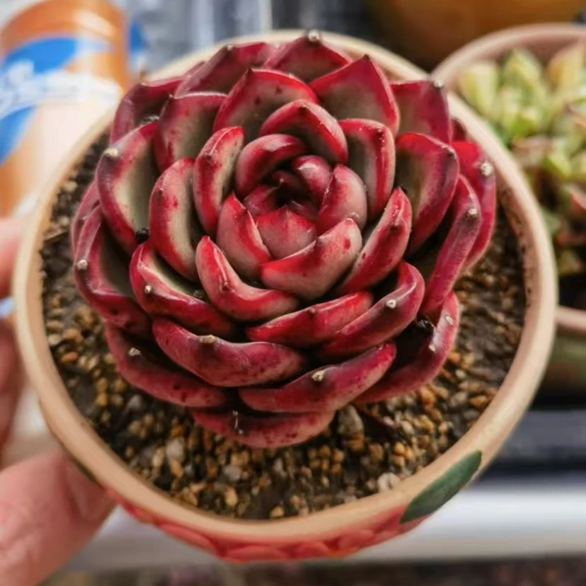 【百丽多肉】万宝龙单双混发  带盆土多肉植物批发一单包邮大福利品