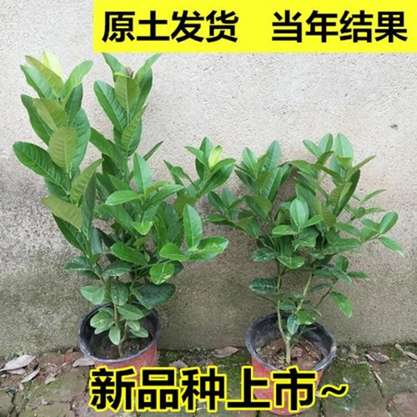 广东四季香水柠檬树苗嫁接果苗无籽无核南方水果当年结果盆栽地栽
