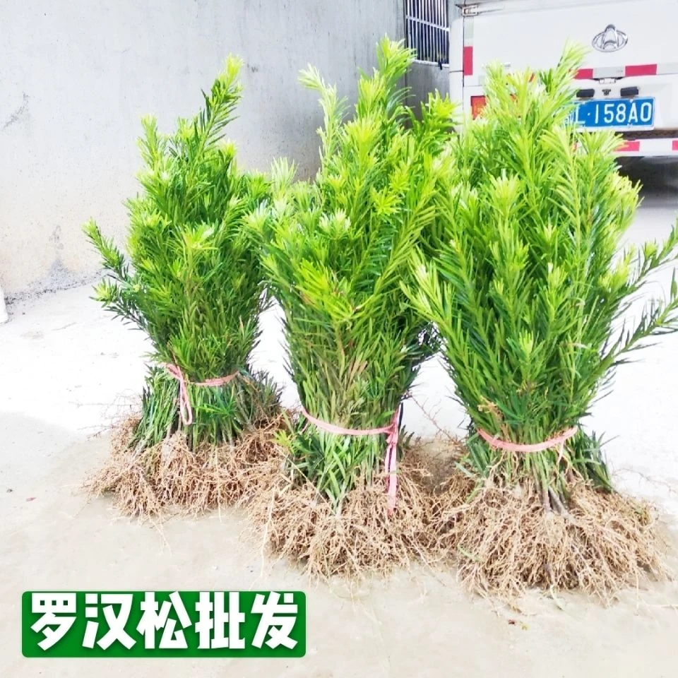 枝舞罗汉松树苗中叶罗汉松小苗盆栽绿化工程庭院别墅罗汉松盆景苗