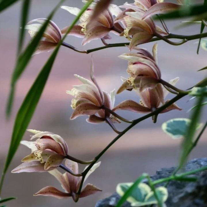云南高山虎皮兰（100～500）