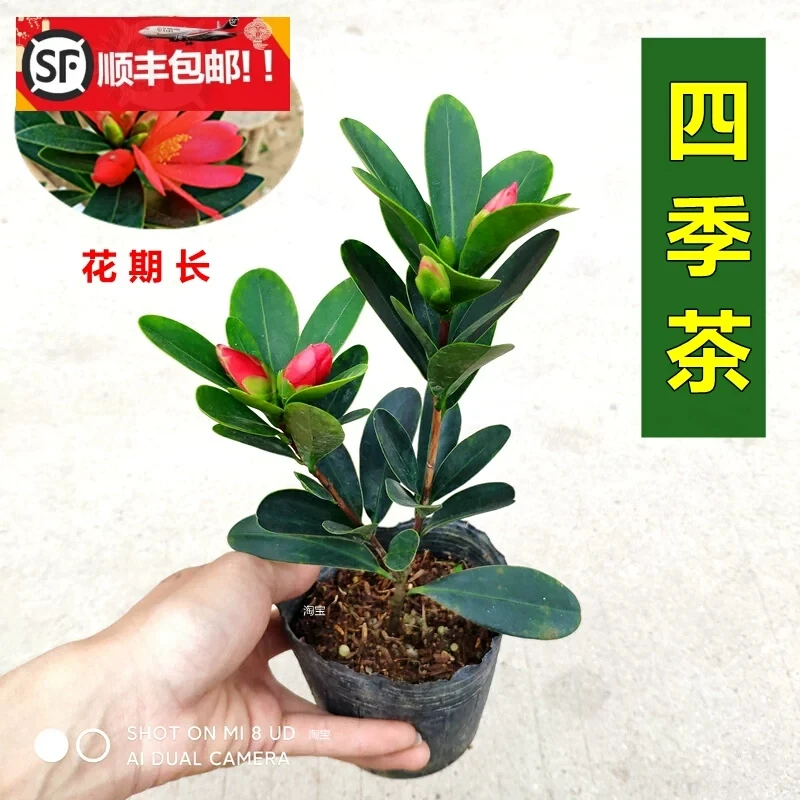 四季茶茶花盆栽室内花期长阳台花卉庭院带花苞福建龙岩正品好养
