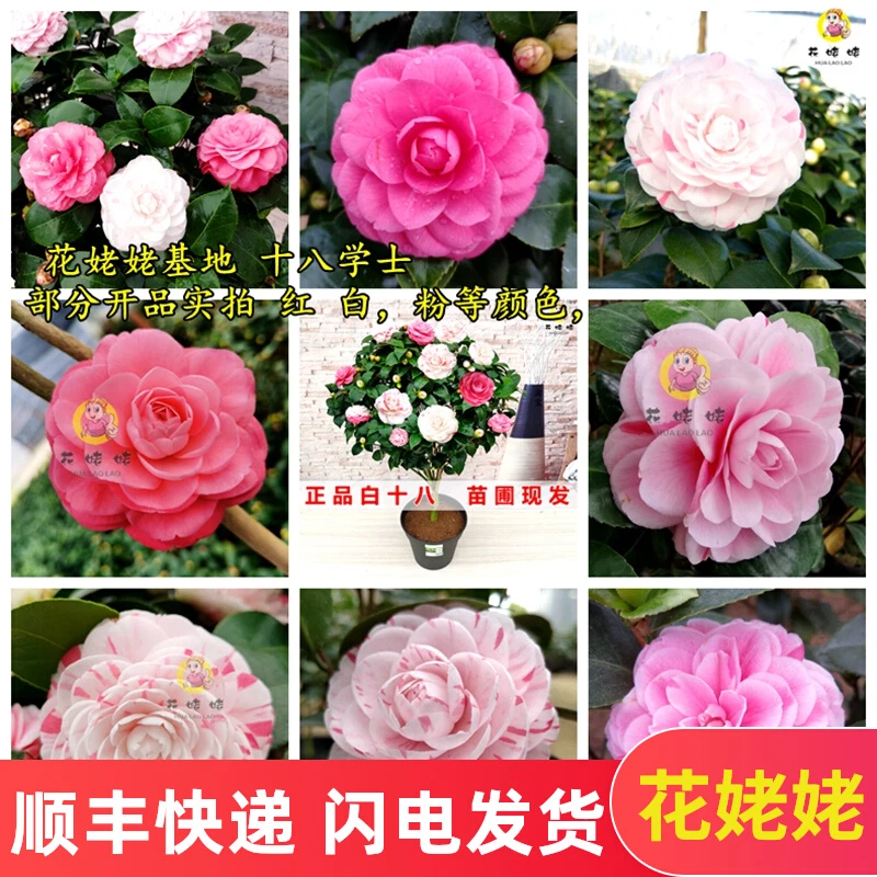 小五彩茶花树苗室内盆栽经典白十八学士正宗白底阳台花卉一树多色
