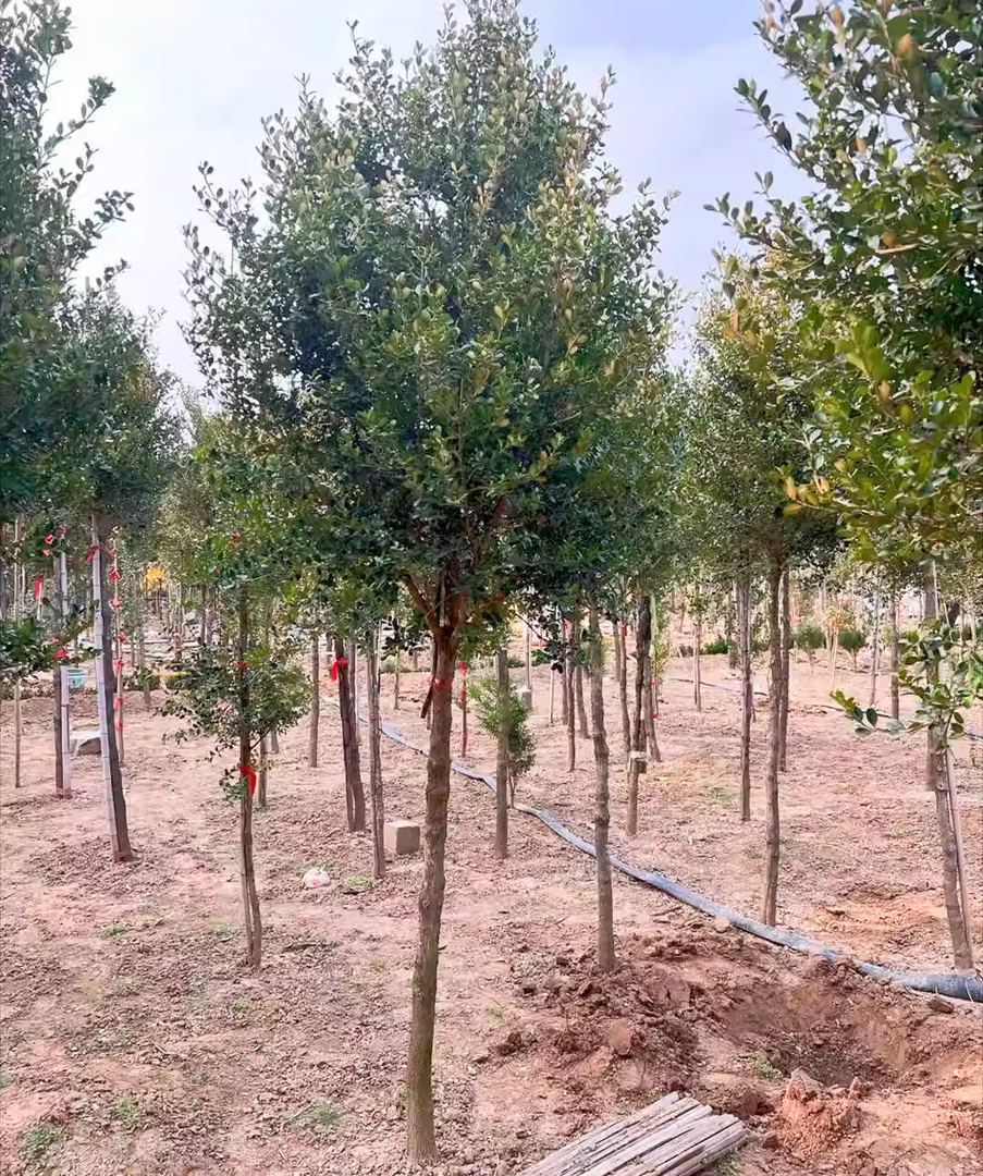 黄杨盆栽地栽造型树盆景大型绿植 造型美观 一物一拍