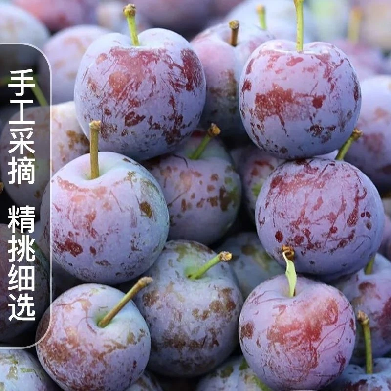 四川汶川脆红李脱骨李子脆甜新鲜水果5斤整箱茵红李青脆现摘发货