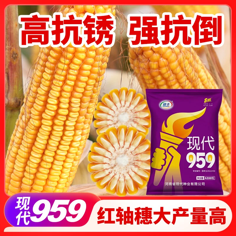 【粒金黄】现代959玉米种国审高产高抗锈病抗倒红轴大棒适应性广