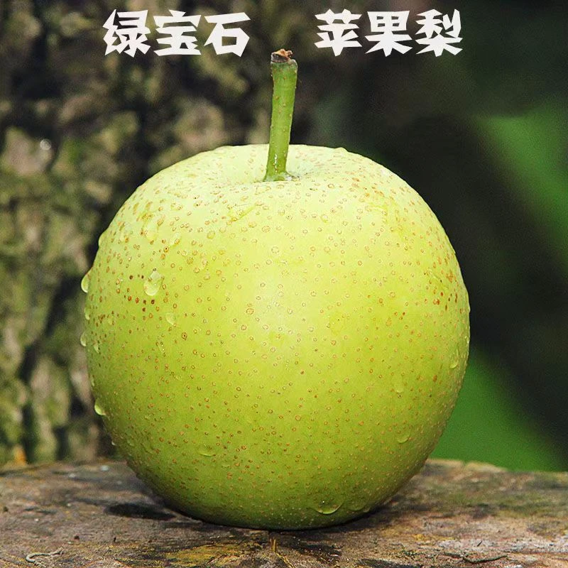 农家自产沙地早酥梨9斤±100g装