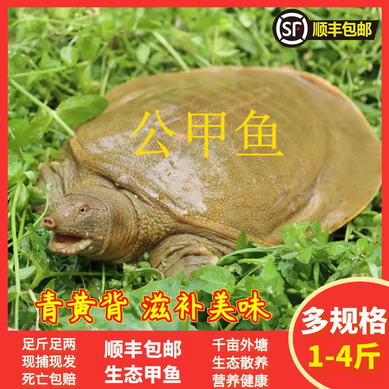 九星外塘公甲鱼鲜活食用野外放养活水王八团鱼龟鳖青黄背顺丰包邮